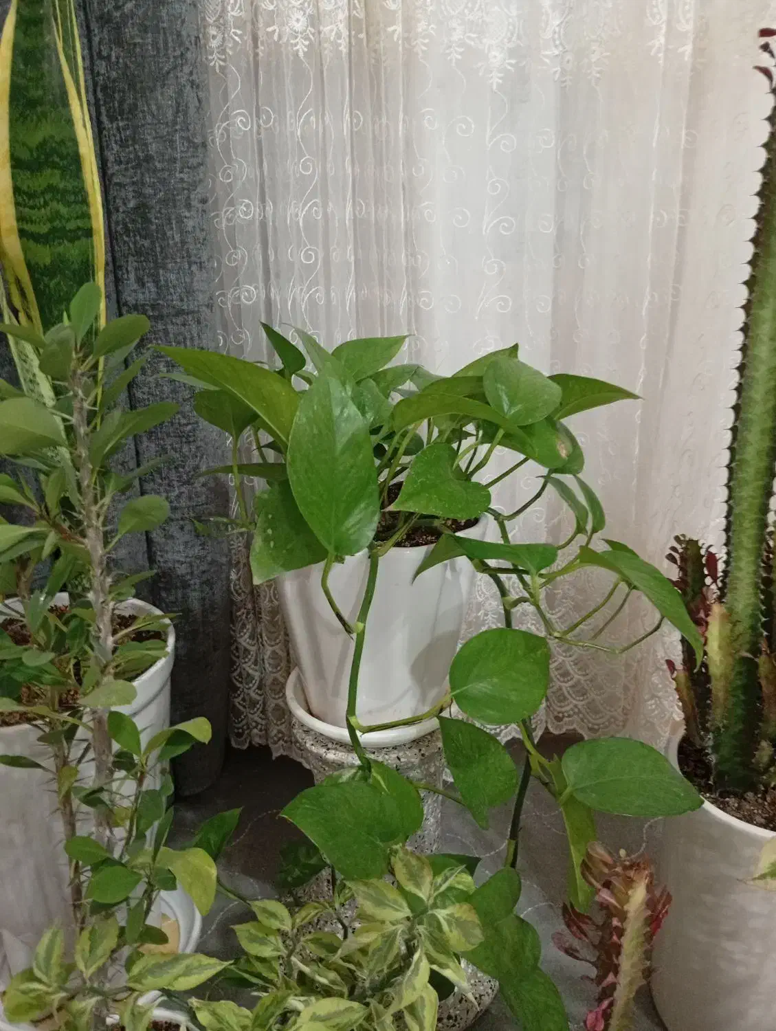 گلهای طبیعی|گل و گیاه طبیعی|دره شهر, |دیوار