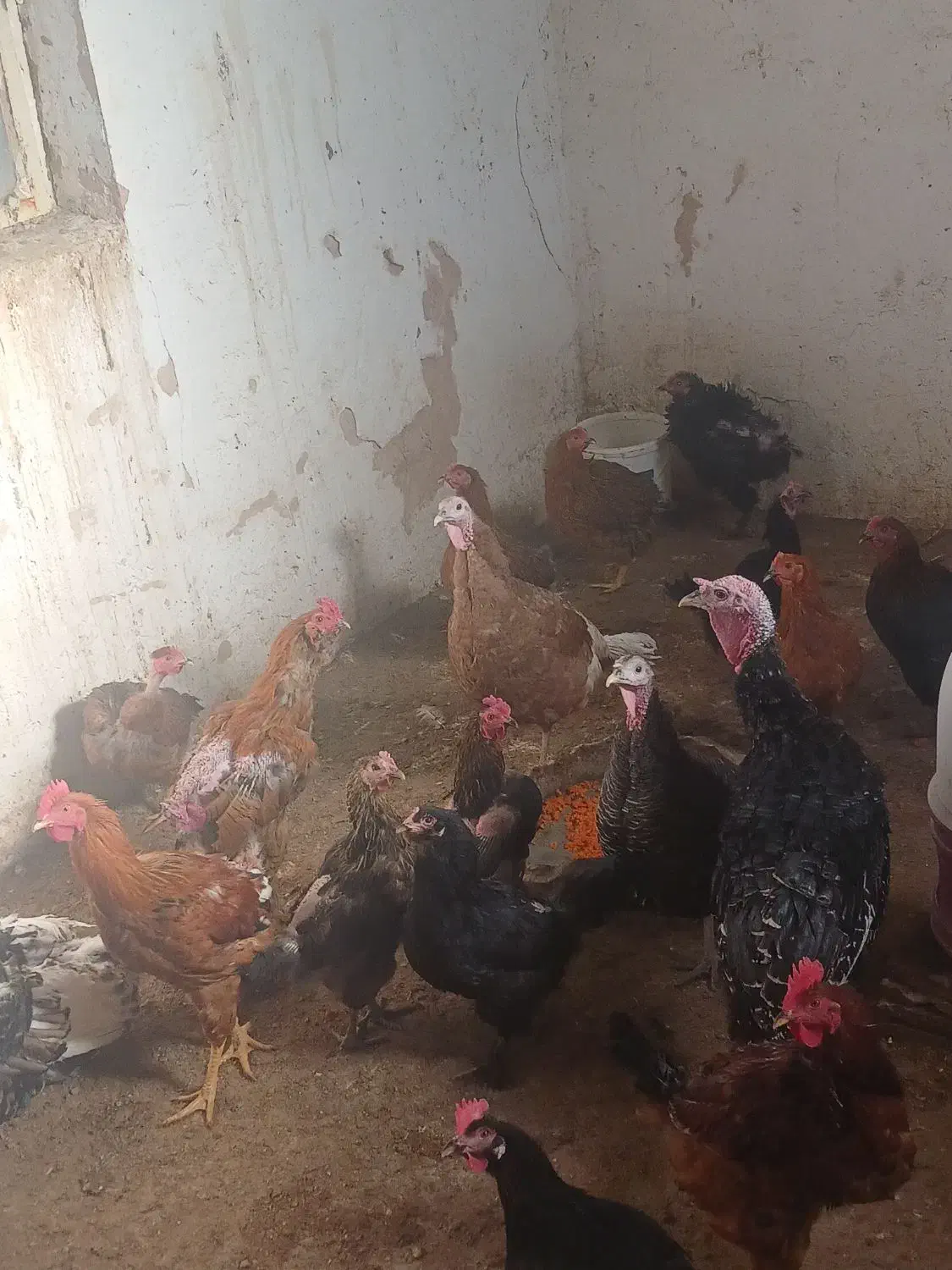 انواع مرغ خروس و بوقلمون|حیوانات مزرعه|سبزوار, امیر کبیر|دیوار