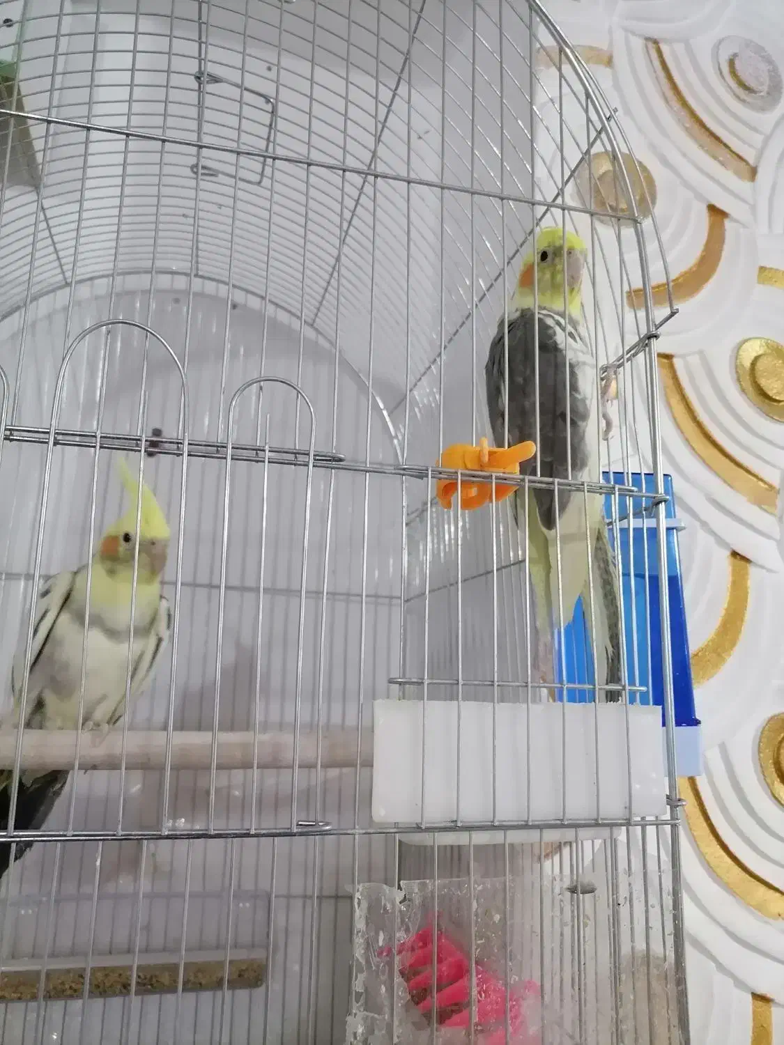 یک جفت عروس هلندی7ماهه|پرنده|یاسوج, |دیوار