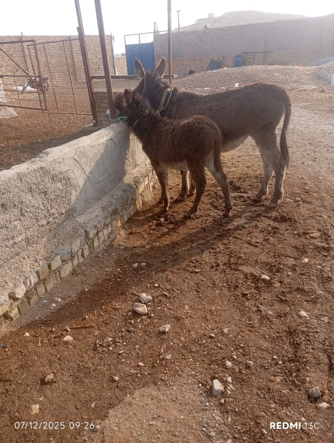 الاغ زاییده جوان|حیوانات مزرعه|تاکستان, |دیوار