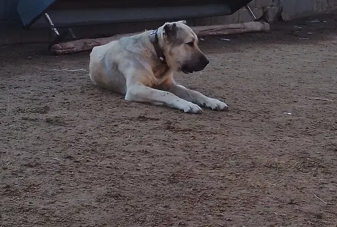 سرابی نر|سگ|نوبران, |دیوار