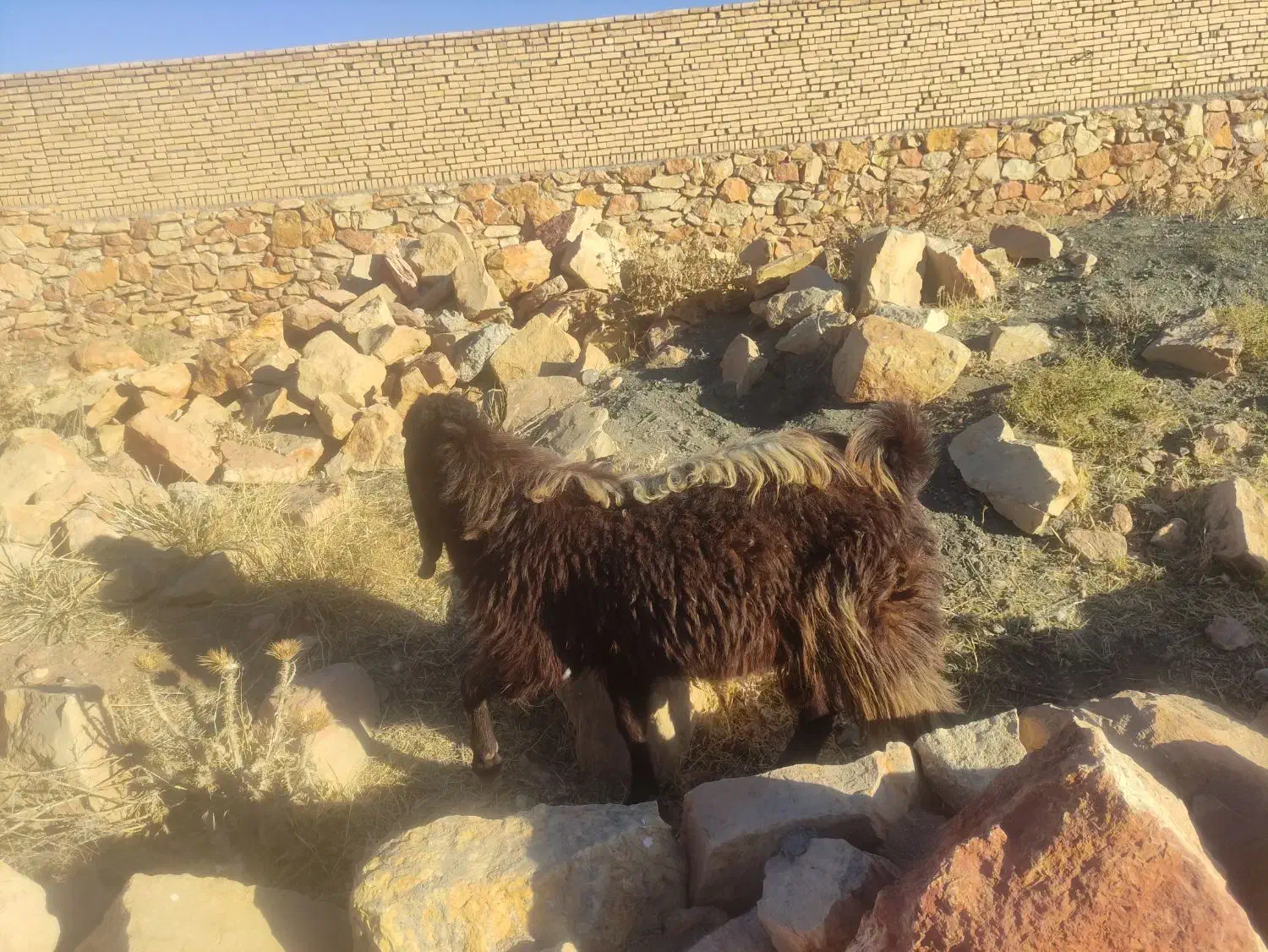 بزنر|حیوانات مزرعه|فریمان, |دیوار