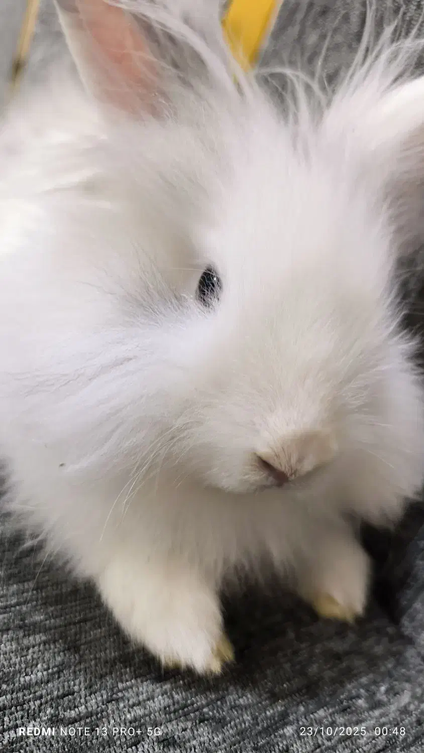 خرگوش لوپ|موش و خرگوش|برازجان, |دیوار