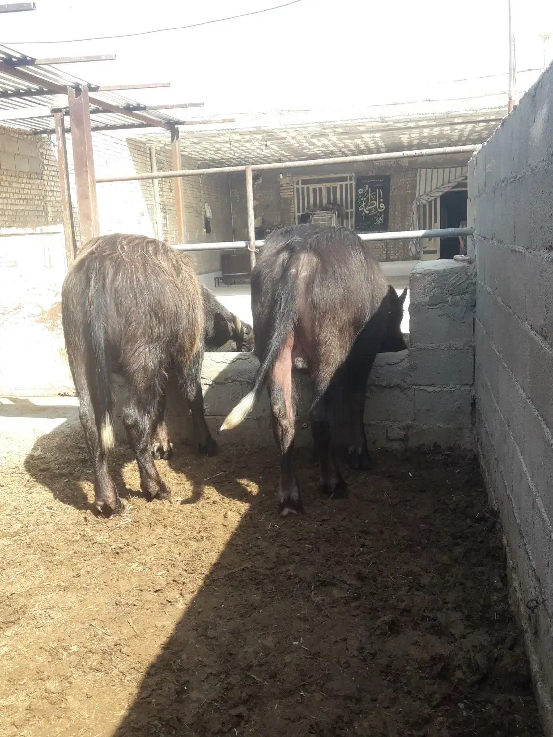 گاومیش نر|حیوانات مزرعه|سوسنگرد, |دیوار