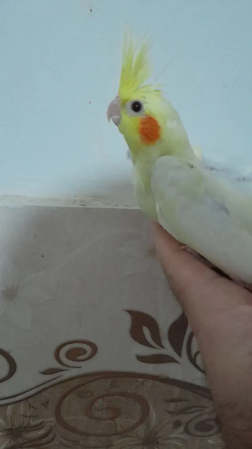 جوجه عروس سرلاکی لوتینو|پرنده|مشهد, ایثارگران|دیوار