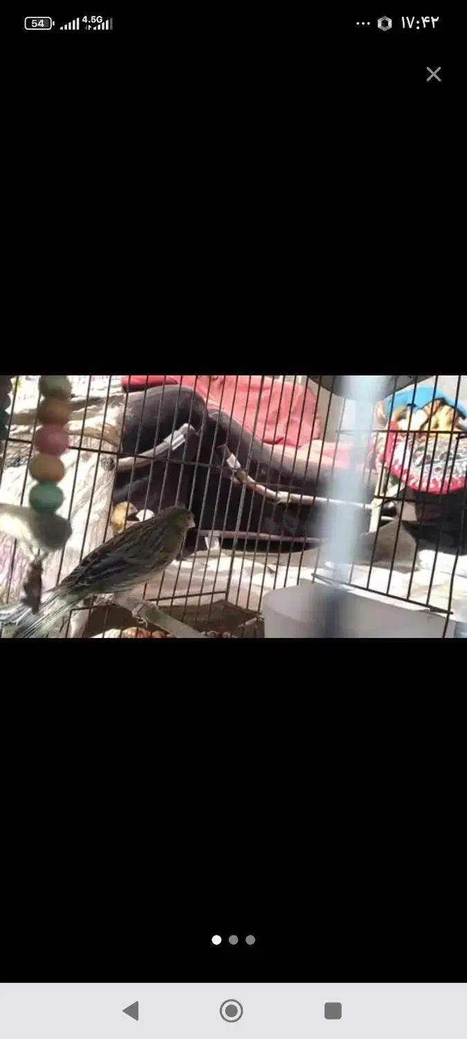 سره اهوازی|پرنده|پاکدشت, شهرک امام رضا|دیوار