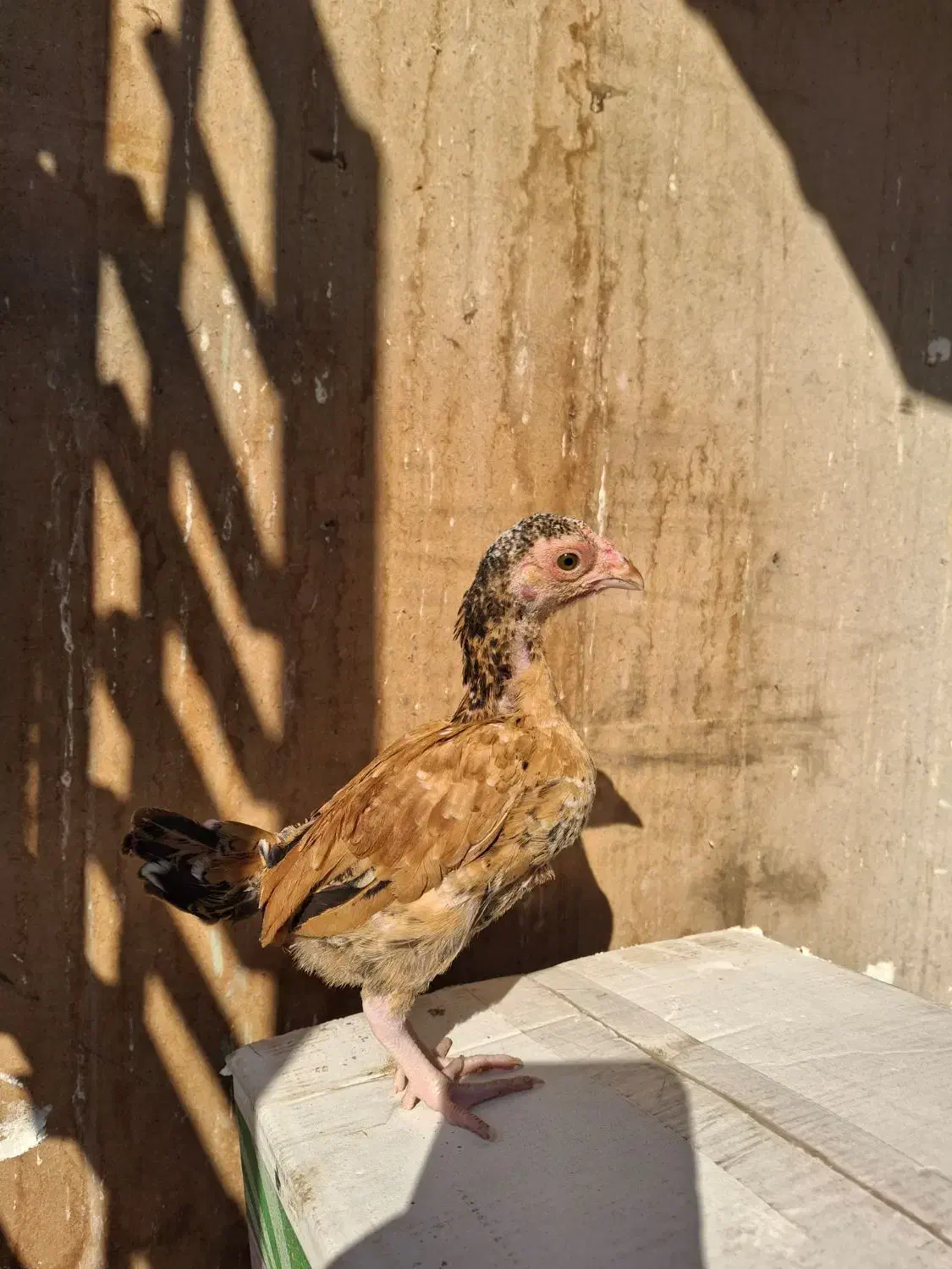 جوجه مرغ و خروس لاری کوشامو.مینیاتوری.|حیوانات مزرعه|مشهد, شهید بهشتی|دیوار