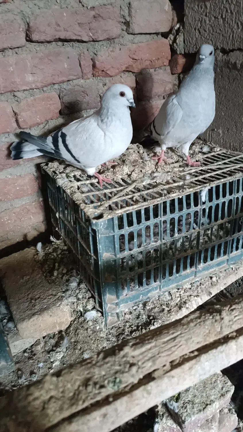 شامی و کله ای|پرنده|چهاربرج, |دیوار