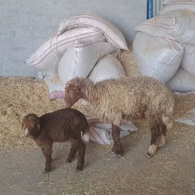 برندیل شکم اول بابره نر|حیوانات مزرعه|آبپخش, |دیوار