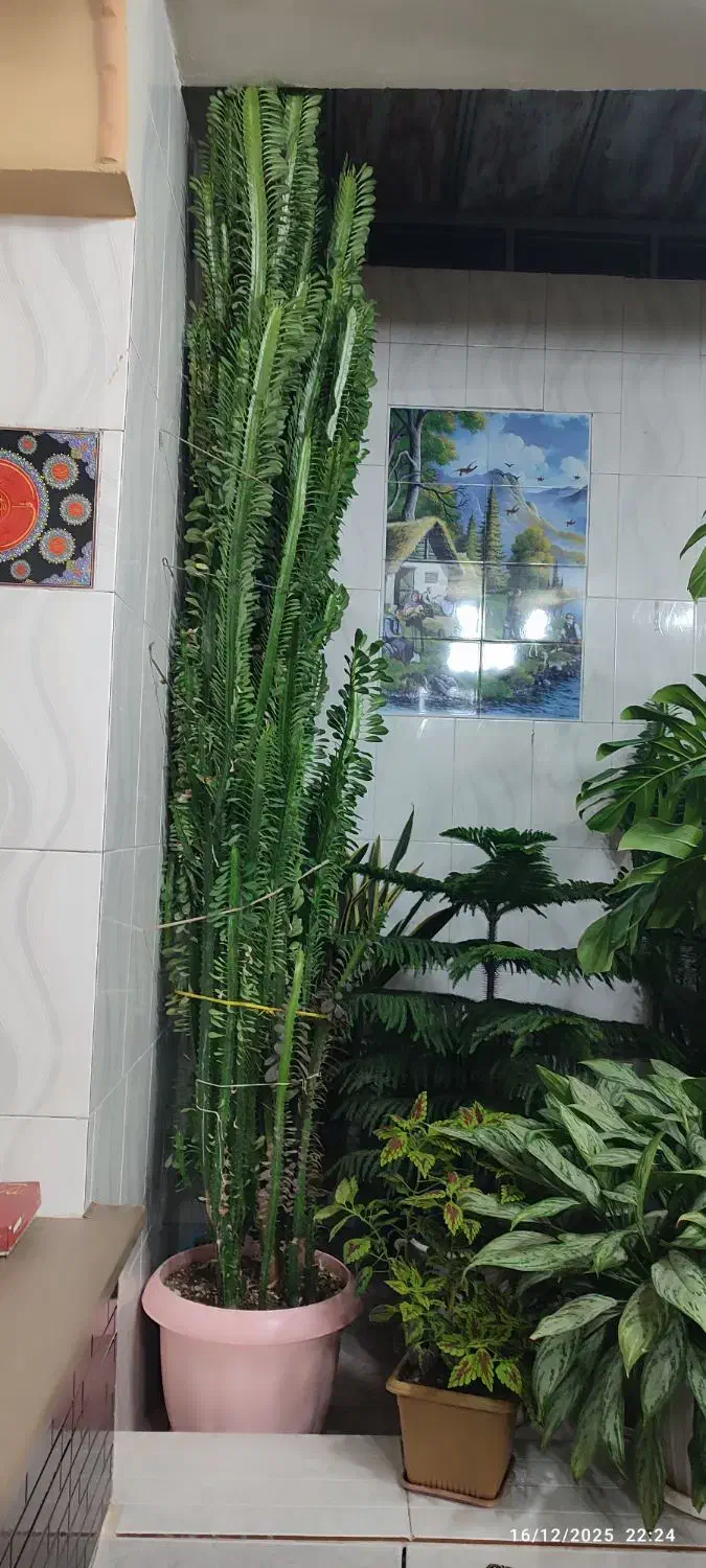 کاکتوس برگ دار|گل و گیاه طبیعی|گندمان, |دیوار