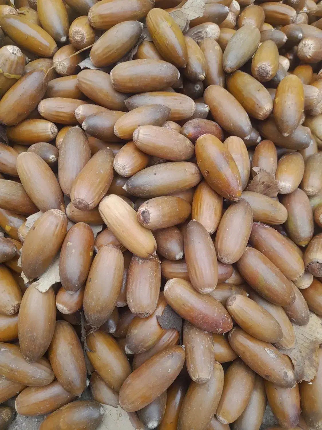 بلوط درجه یک|عمدهفروشی|سیروان, |دیوار