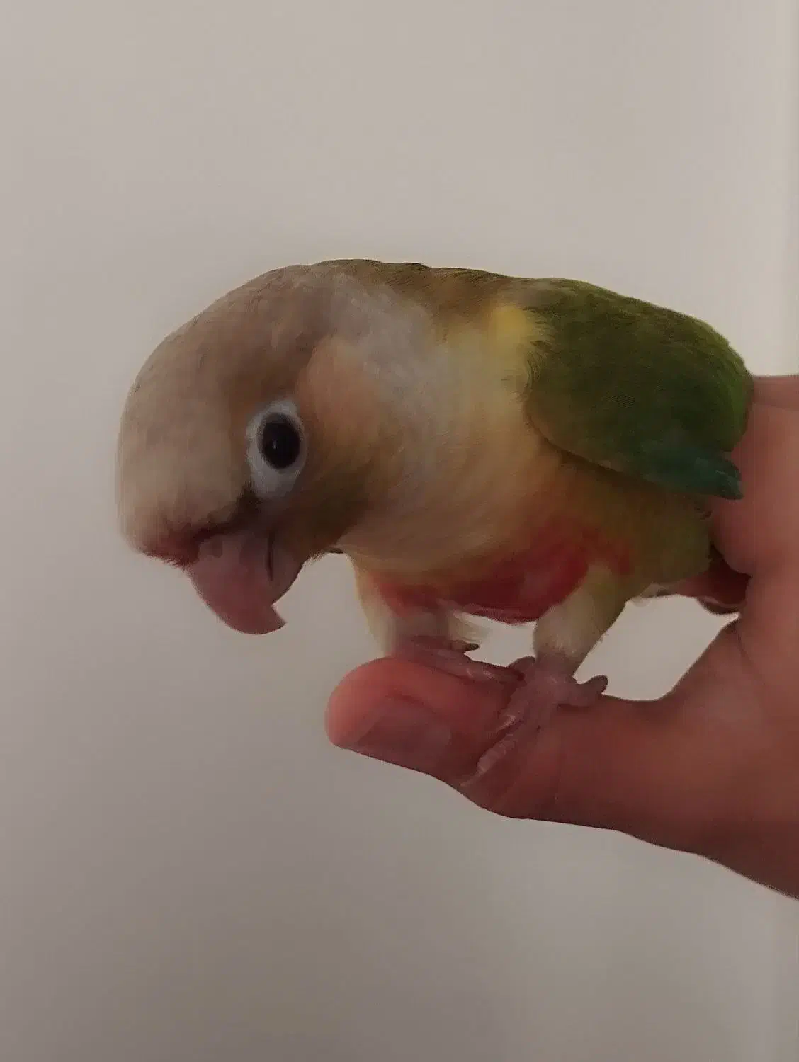 طوطی گرینچیک|پرنده|الوند, |دیوار