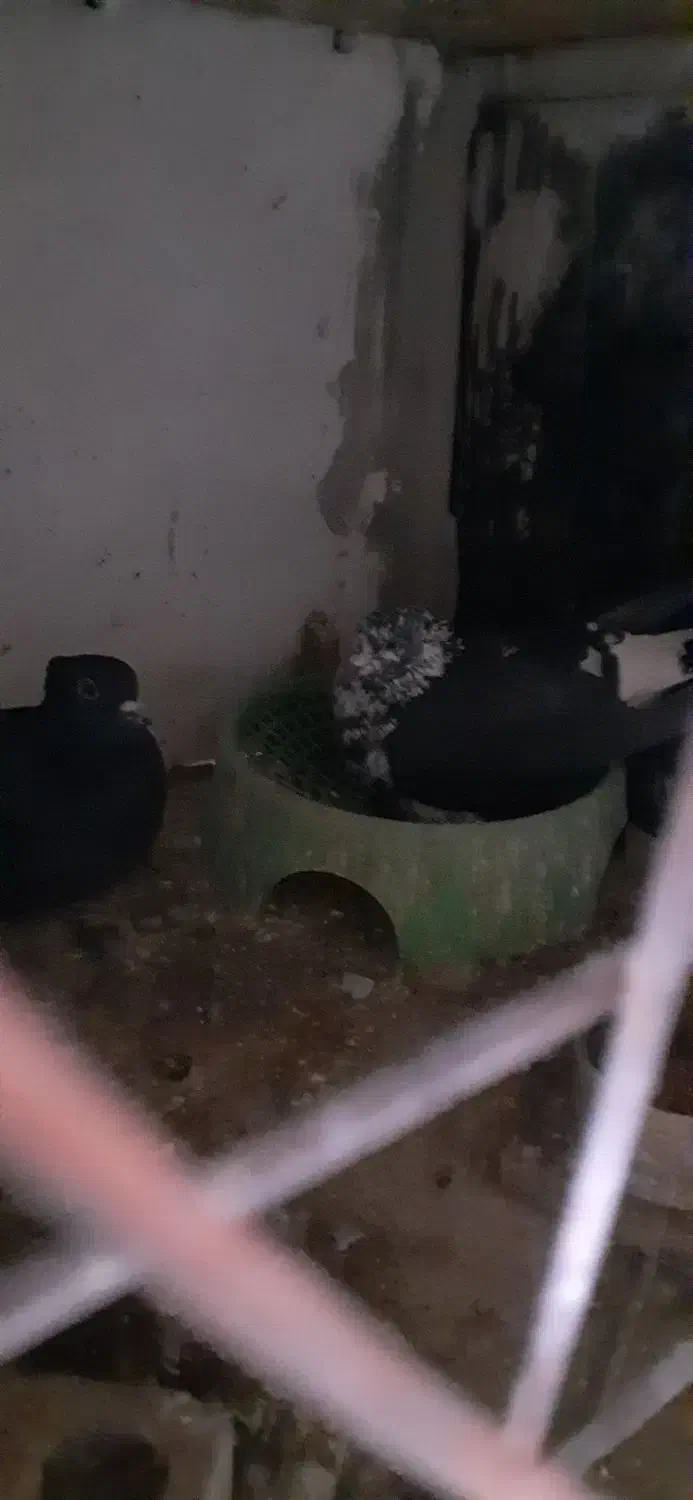 جفتی یهودی دم سفید|پرنده|کرمان, |دیوار