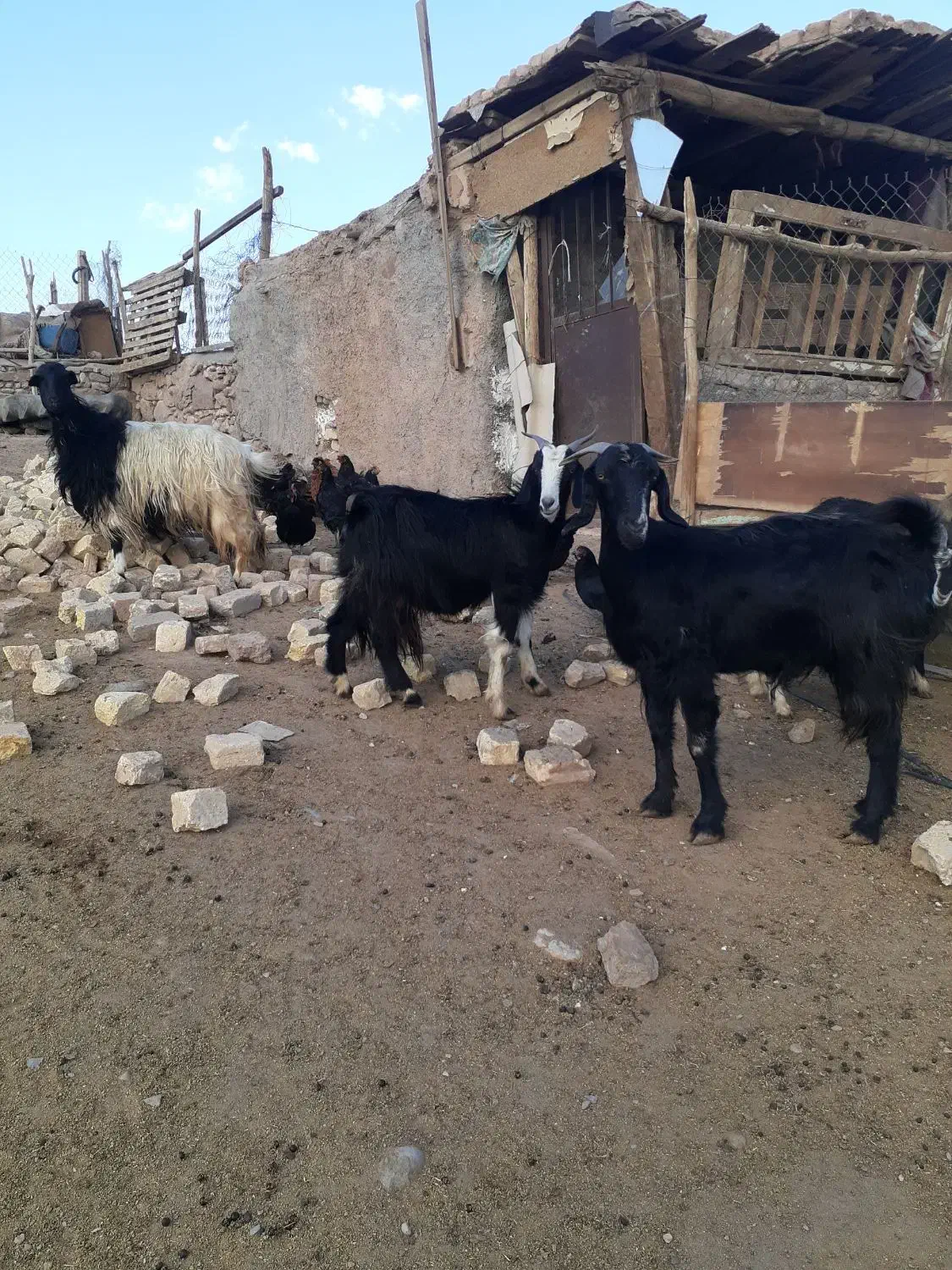 بزآبستن|حیوانات مزرعه|قم, بوستان جوان|دیوار