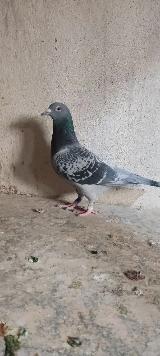 دو عدد ماده مسافتی|پرنده|پردیس, سیاه سنگ|دیوار