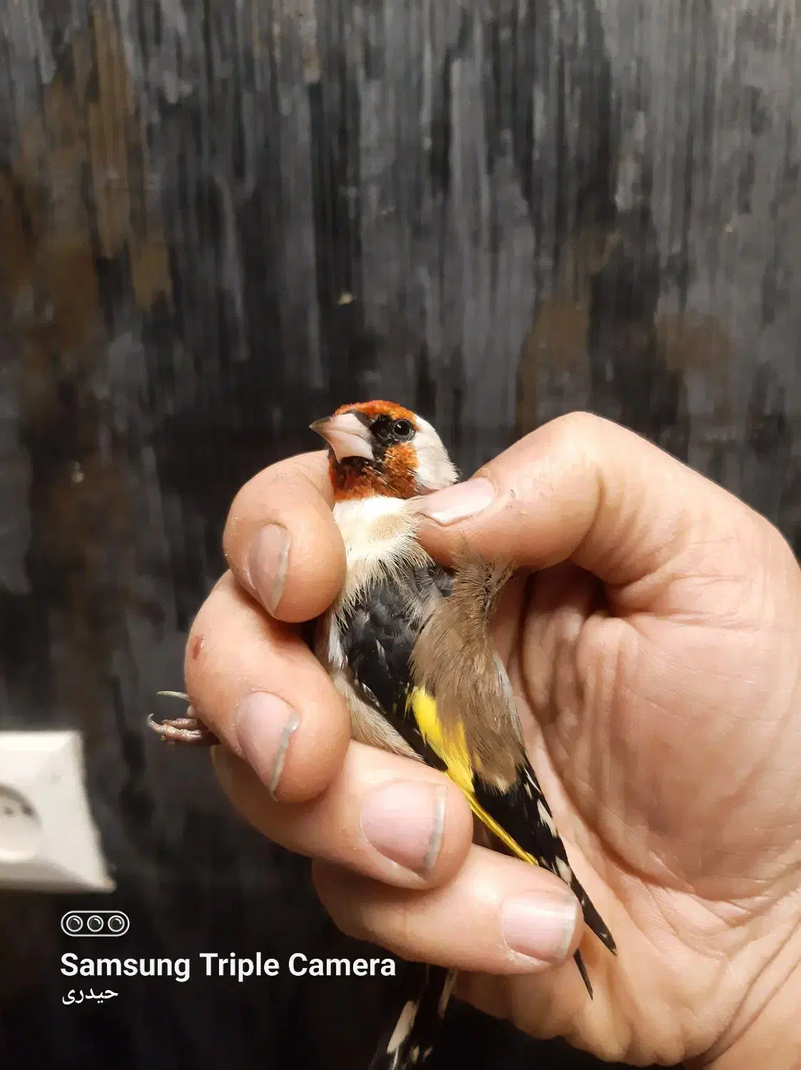 سهره رسمی نر ضمانتی|پرنده|مشهد, حسین‌آباد|دیوار