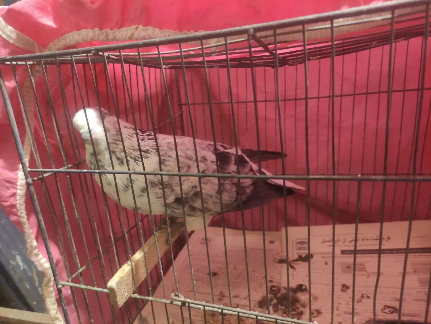 بوربوری ماده|پرنده|قم, باغ کرباسی|دیوار