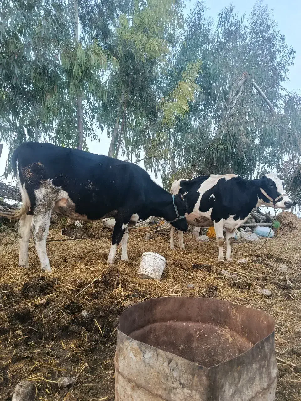 گاو|حیوانات مزرعه|رامیان, |دیوار