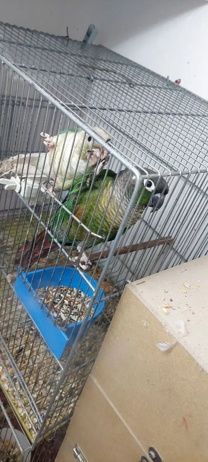 طوطی گرینچیک دو جفت|پرنده|میبد, |دیوار