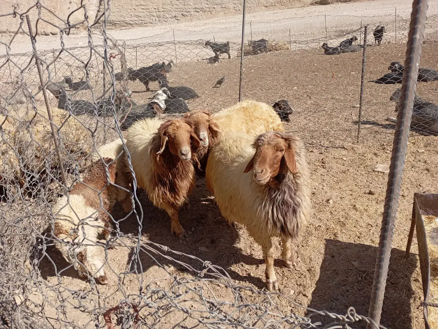 فروش ۳عدد ورن|حیوانات مزرعه|سیوان, |دیوار