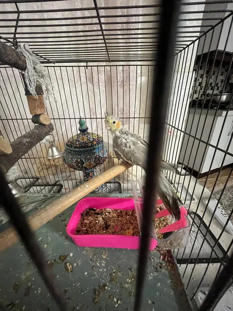 جوجه هلندی|پرنده|ری, شهرک نظامی|دیوار