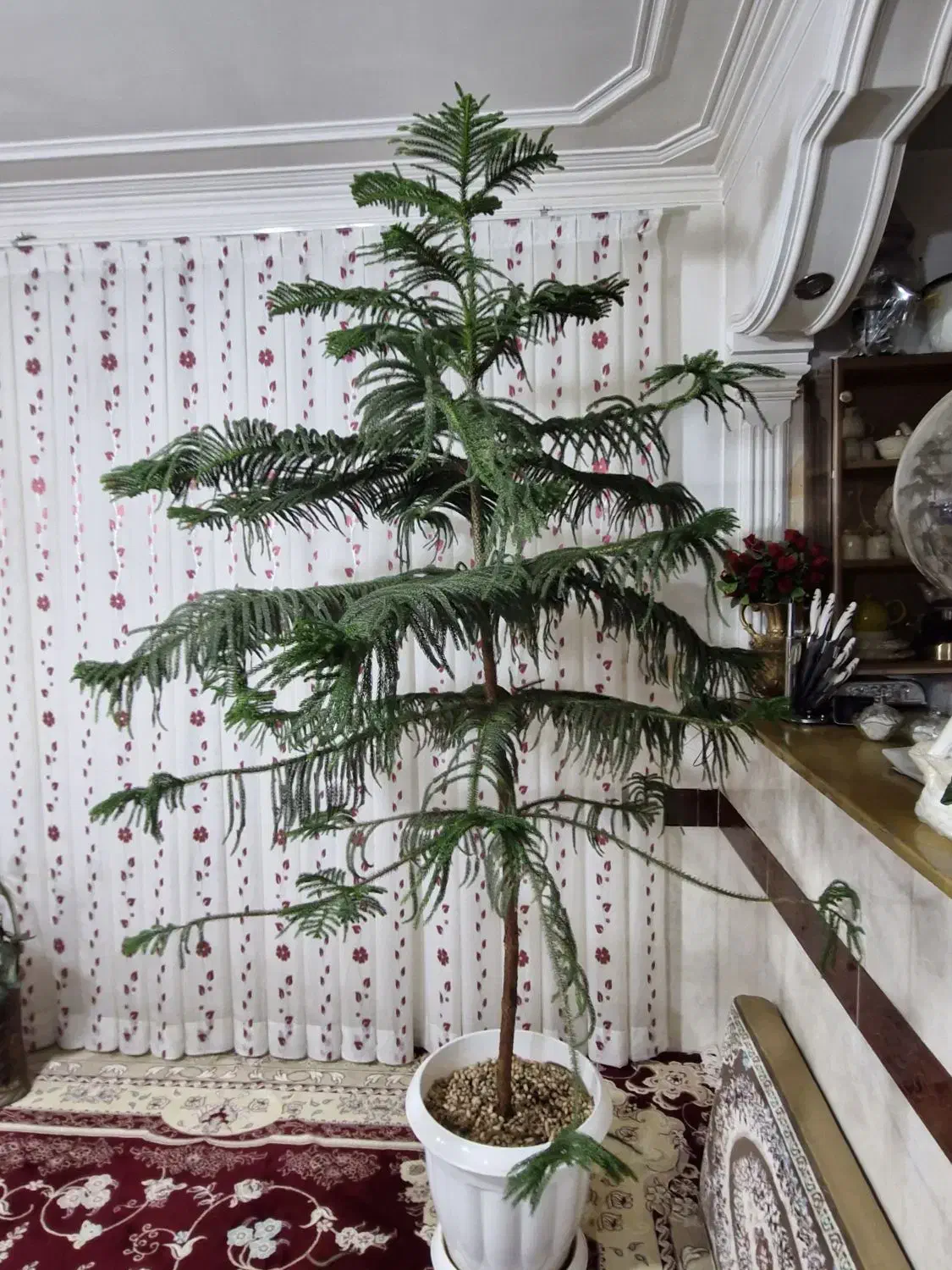 گل فروشی|گل و گیاه طبیعی|عطاملک, |دیوار