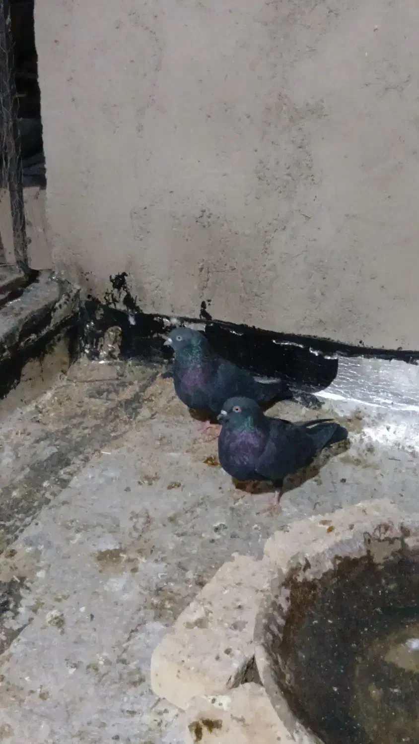 کفتر|پرنده|آبیک, |دیوار