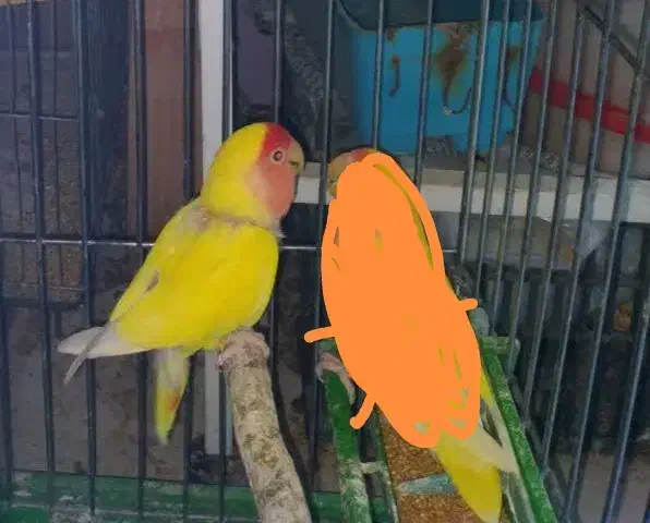 معاوضه طوطی برزیلی نر مست با ماده|پرنده|تهران, سبلان (لشگر)|دیوار