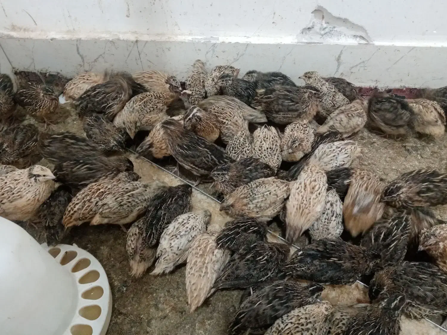 بلدرچین|حیوانات مزرعه|سبزوار, کلاته سیفر|دیوار