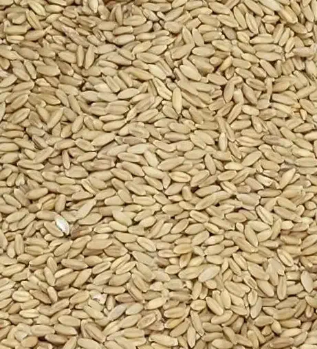 گندم تو|عمده‌فروشی|سنندج, |دیوار