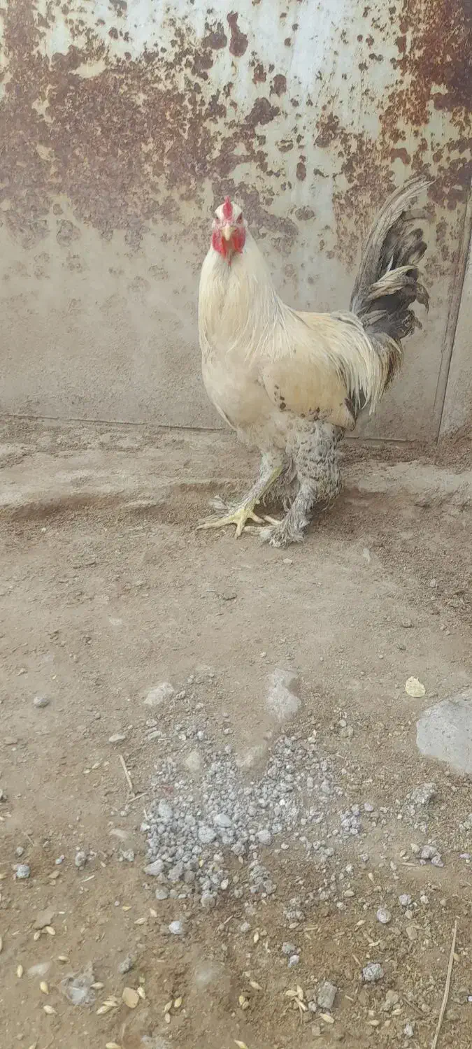 خروس نژاد برهما|حیوانات مزرعه|دوگنبدان, |دیوار