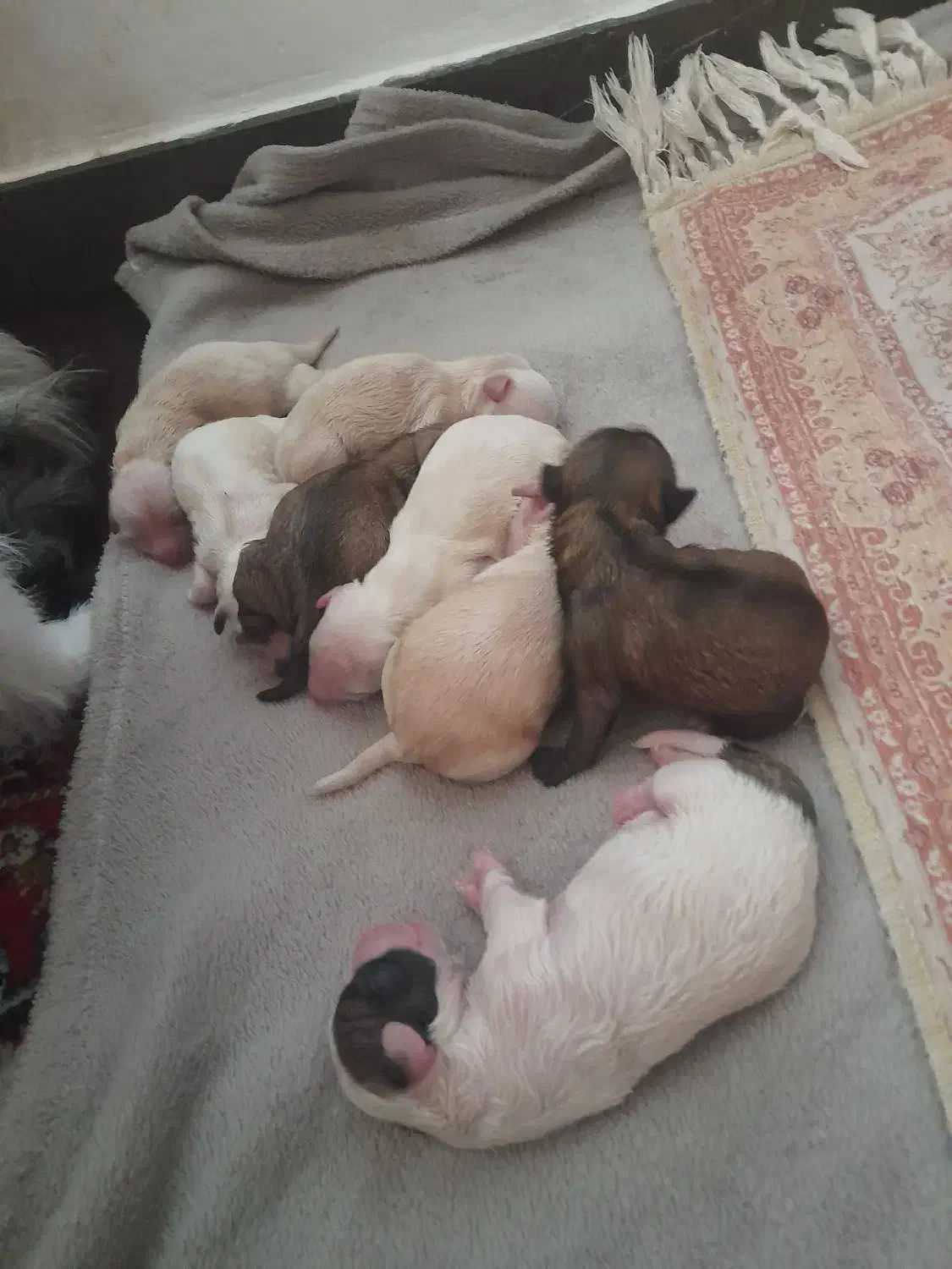 توله شیتزو|سگ|اندیمشک, |دیوار