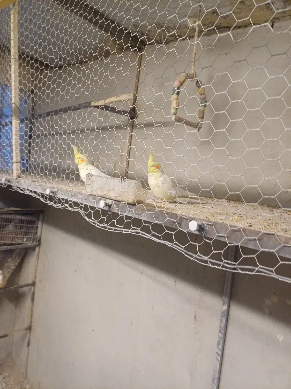 عروس هلندی|پرنده|چهاردانگه (تهران), |دیوار