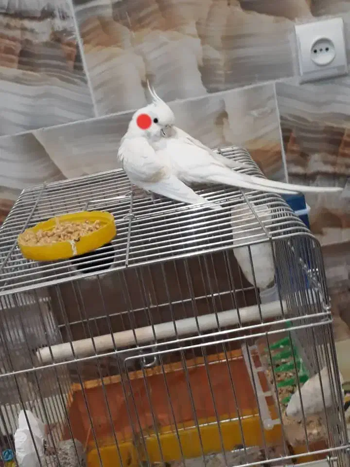 فروش فوری عروس هلندی شاه تخم فول مولد جوان|پرنده|فارسان, |دیوار