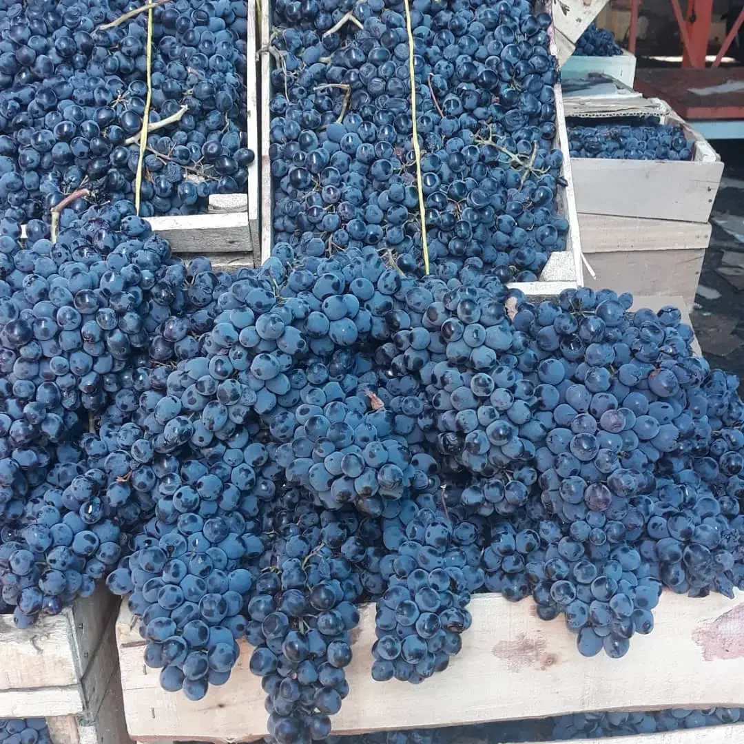 کشمش آفتابی مویز شیراز شیره خرما انگور شانی سنندج|خوردنی و آشامیدنی|تهران, شهرک شریعتی|دیوار