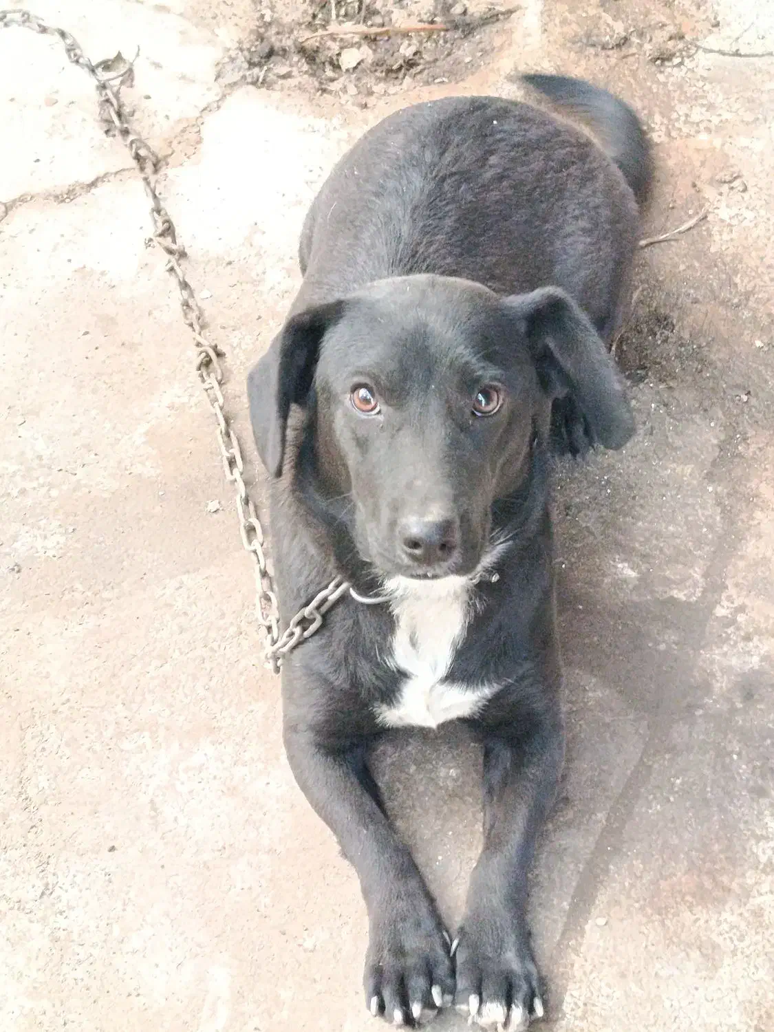 سگ نژاد لابرادور رتریور . واگذاری|سگ|تولم شهر, |دیوار