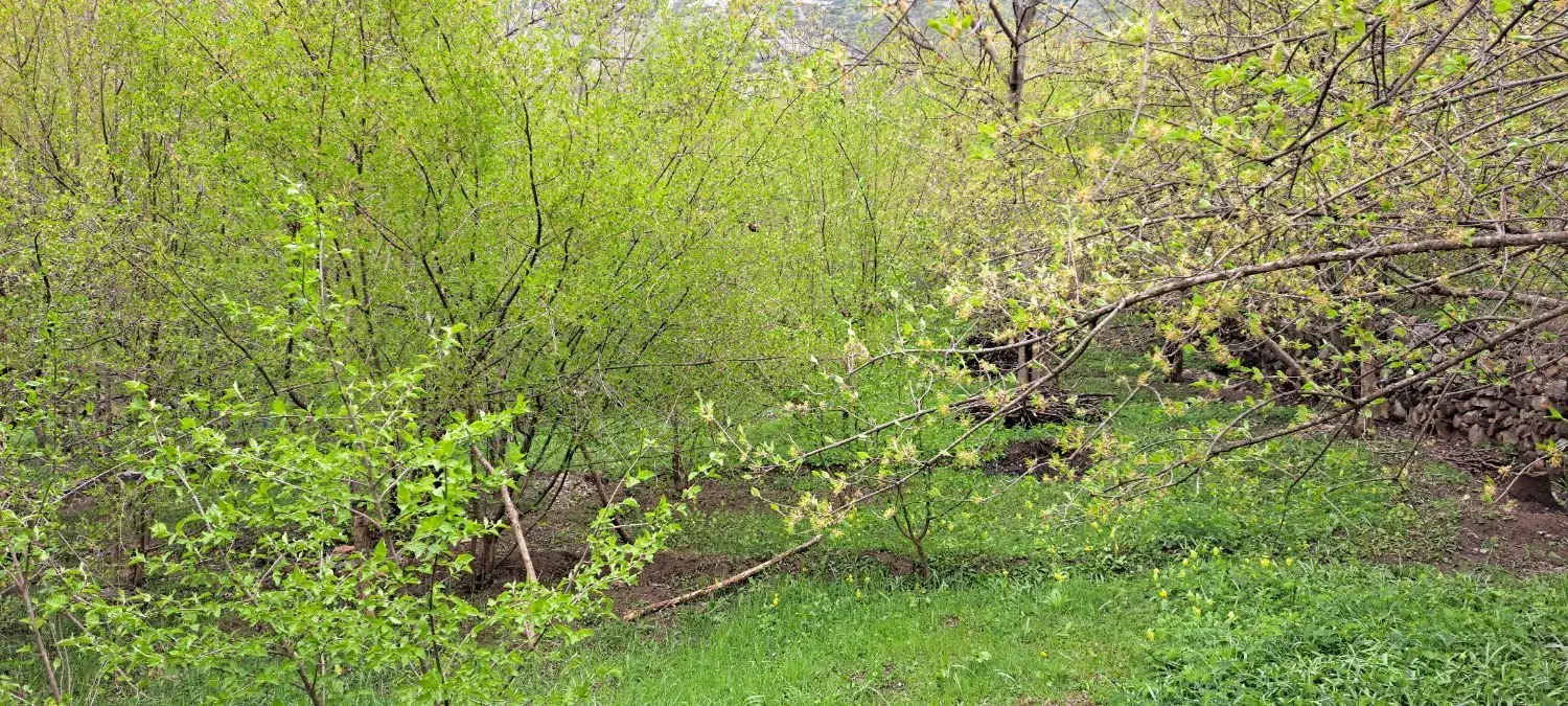 فروش باغ|فروش زمین و ملک کلنگی|کلیبر, |دیوار