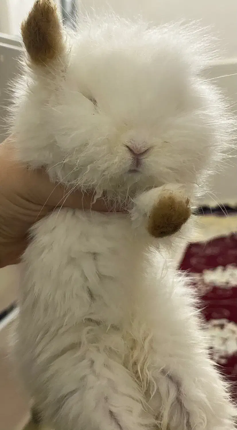 خرگوش مینی لوپ ترکیش|موش و خرگوش|ورامین, ورامین|دیوار