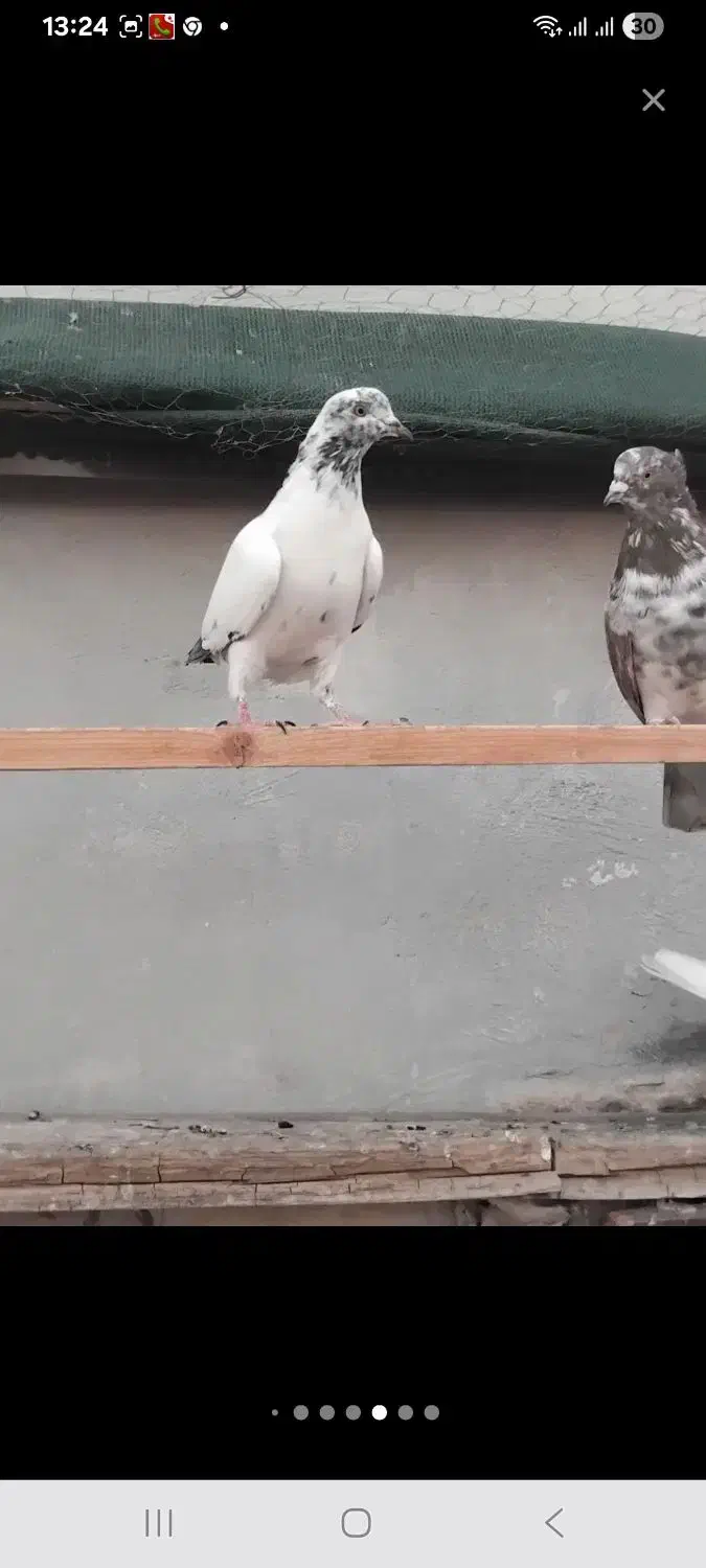 کفتر|پرنده|پردیس, فاز ۲|دیوار