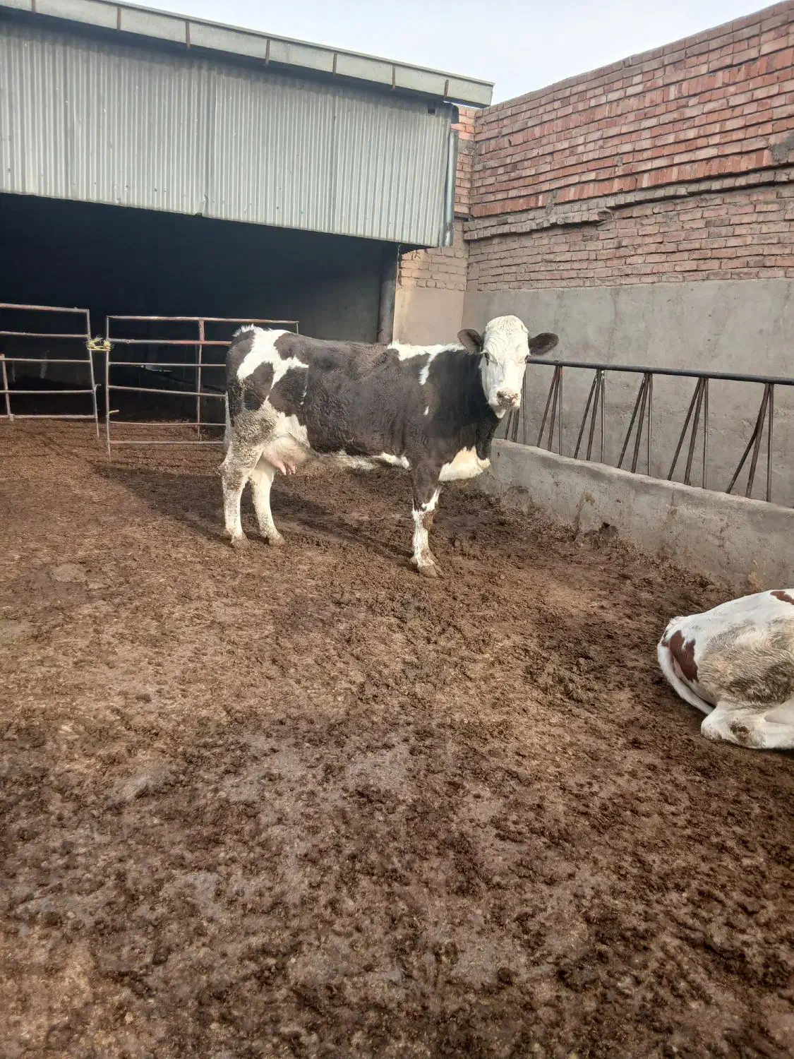 گاو آبستن شکم دوم|حیوانات مزرعه|خسروشاه, |دیوار