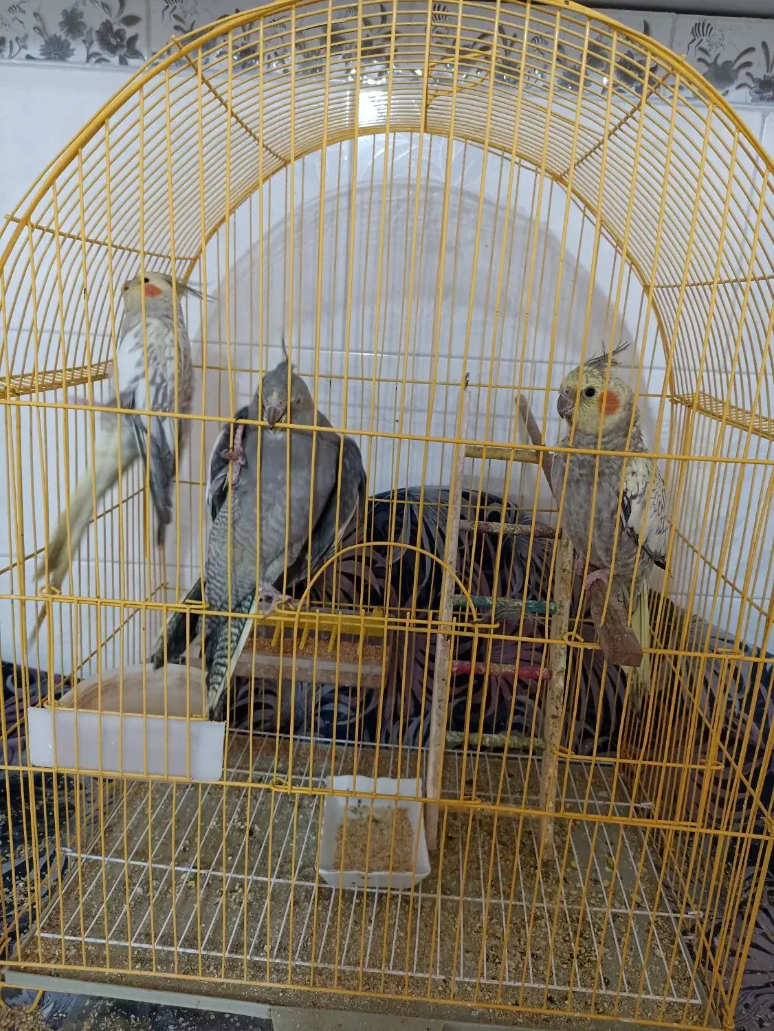 عروس هلندی|پرنده|نقده, |دیوار