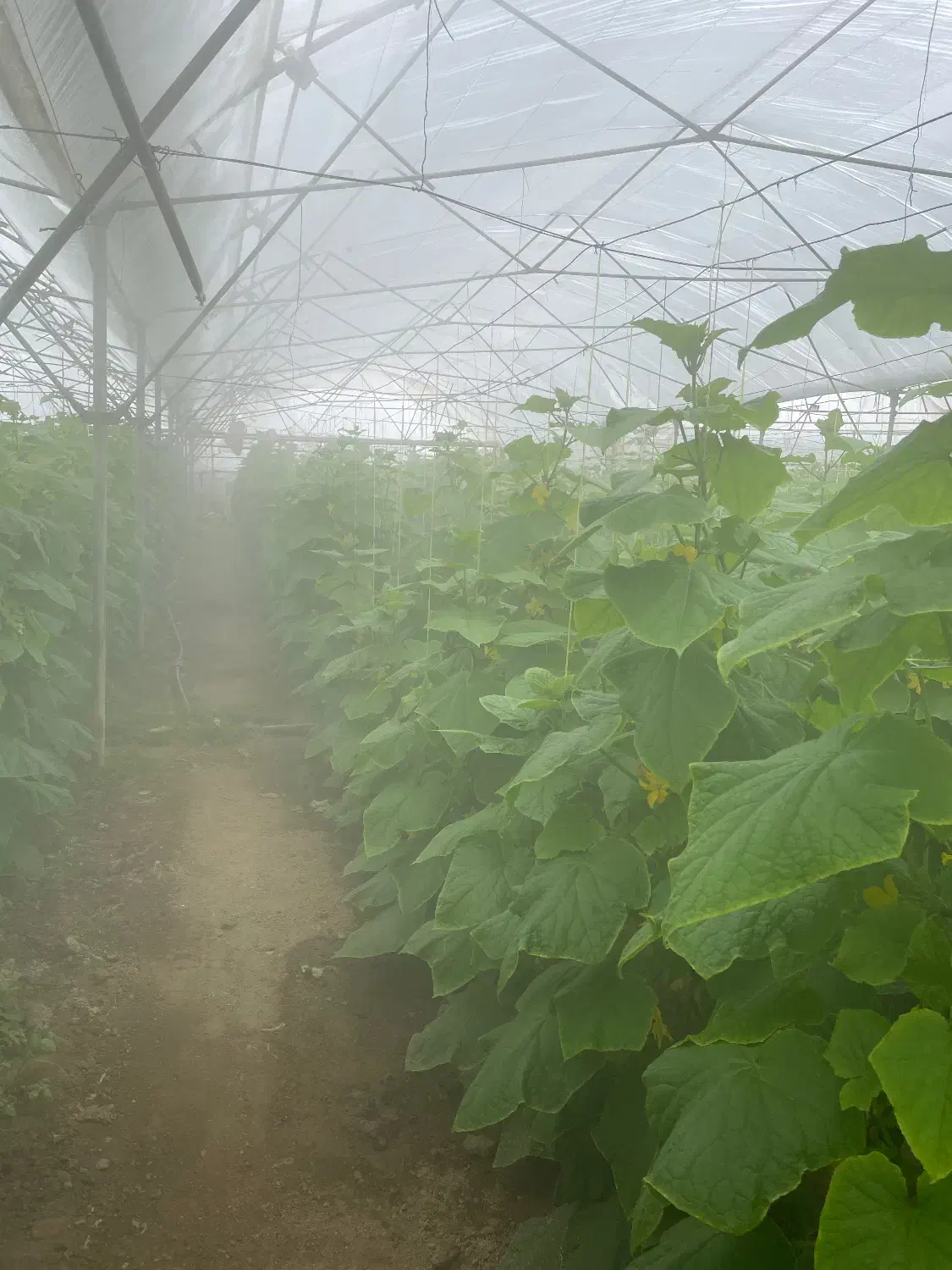 گلخانه در شهرک گلخانه بوعلی|فروش دفتر صنعتی، کشاورزی، تجاری|همدان, |دیوار