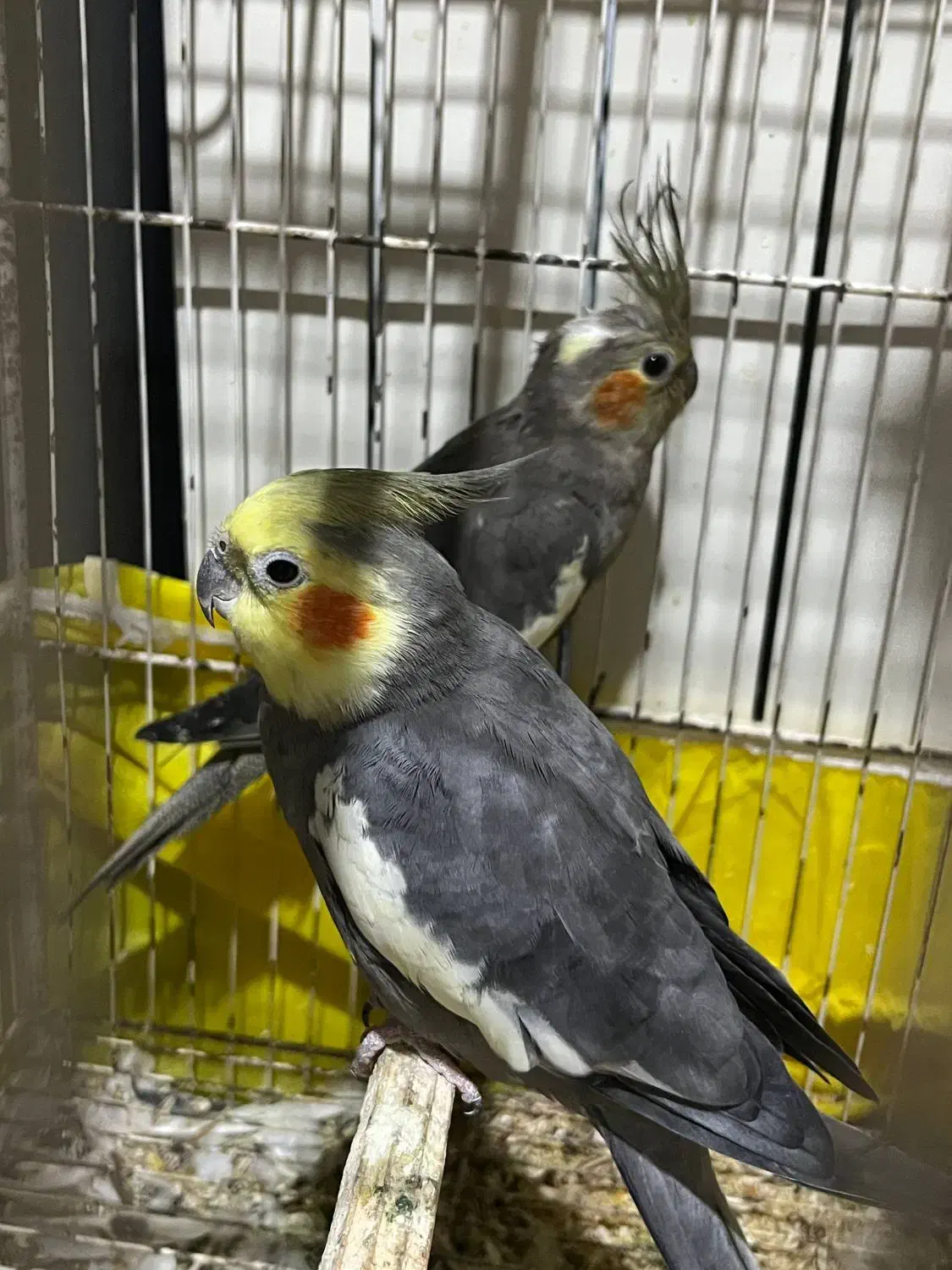 عروس هلندی مولد و رام|پرنده|ساری, |دیوار