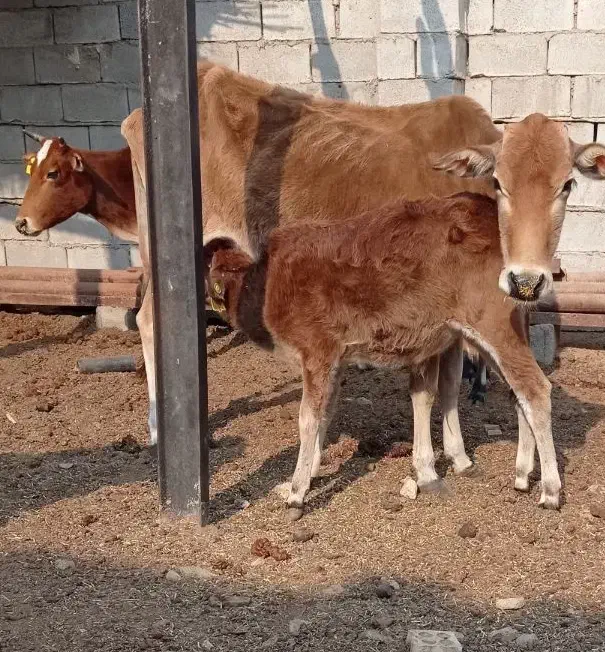 گاو. با  گوساله|حیوانات مزرعه|شادگان, |دیوار