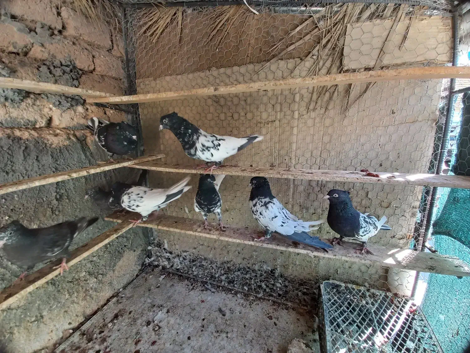 کله سیاه|پرنده|داراب, |دیوار