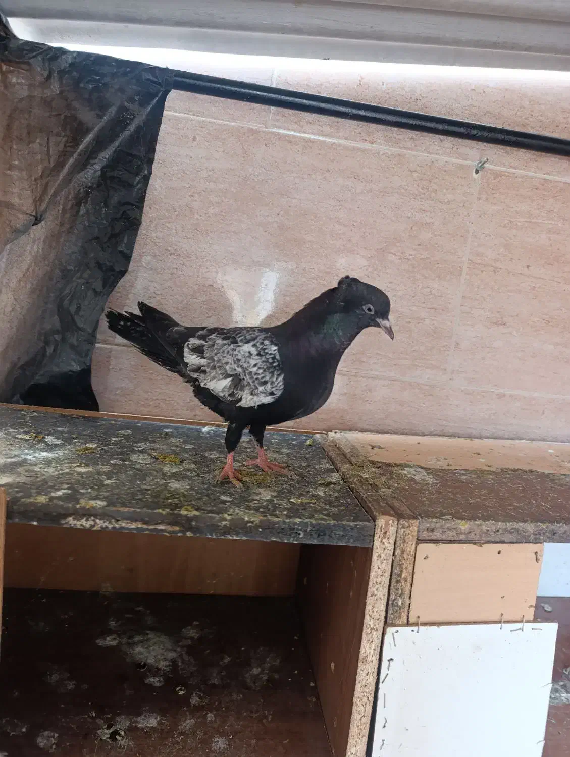 سینه ای|پرنده|مسجد سلیمان, |دیوار