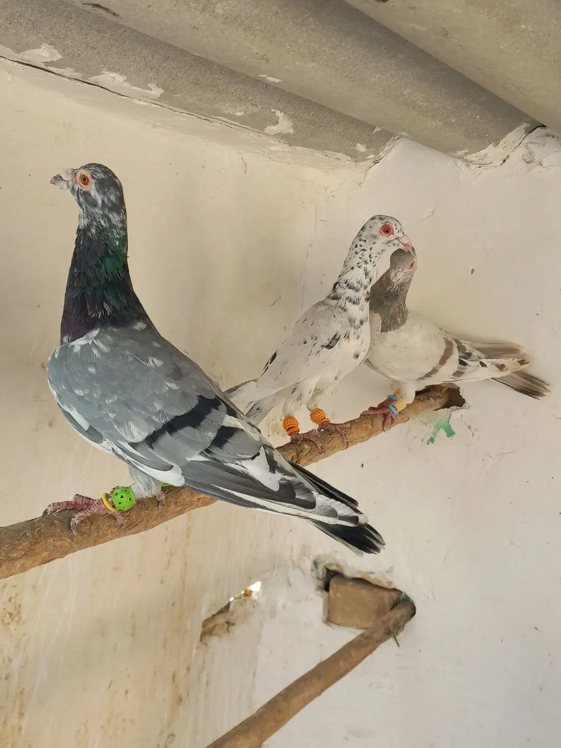 هفت رنگ خطی|پرنده|چهارباغ, |دیوار