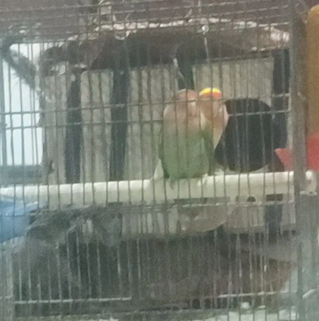 طوطی برزیلی|پرنده|تهران, سعادت‌آباد|دیوار