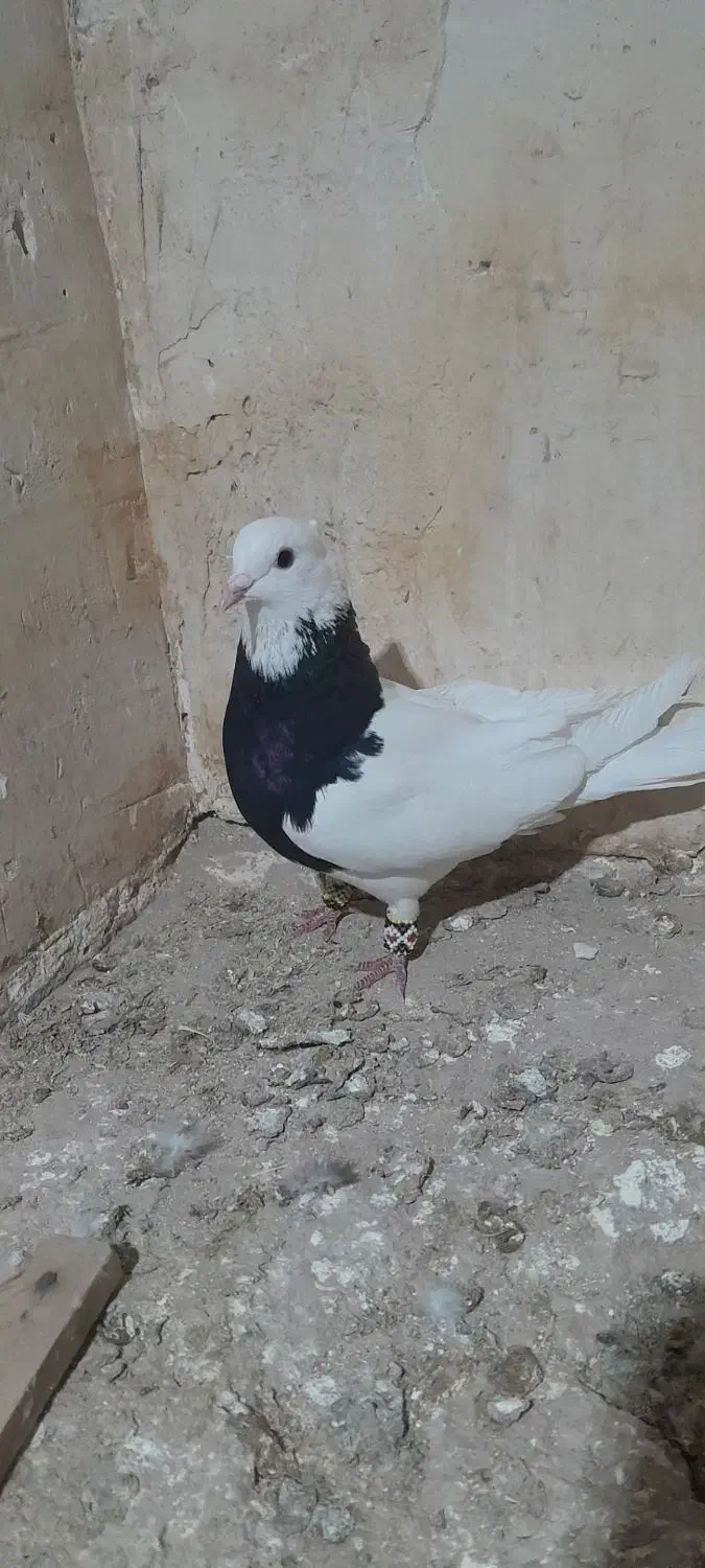 طوقی سیاه نر،ساده سبز نر،کله بادمجان نر|پرنده|قوچان, |دیوار