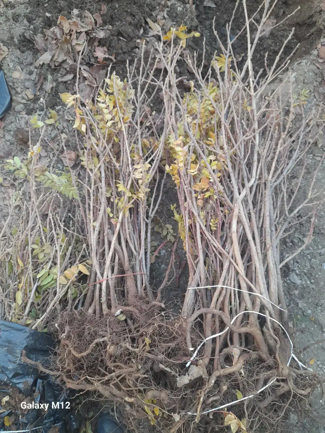 نهال سماق (ترش)|گل و گیاه طبیعی|بانه, |دیوار